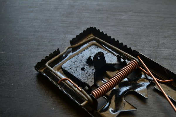 Dératisation à paris : combien de temps dure une opération ?